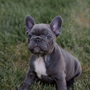 Blue French Bulldog Puppy - Louie
