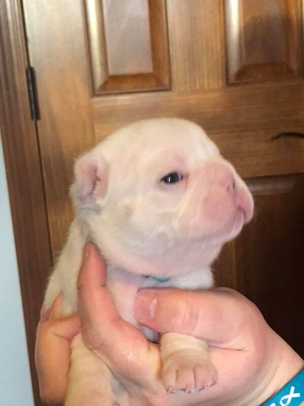 White French Bulldog Puppy - Rocky - Image 3
