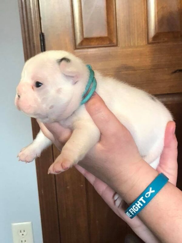 White French Bulldog Puppy - Rocky - Image 4