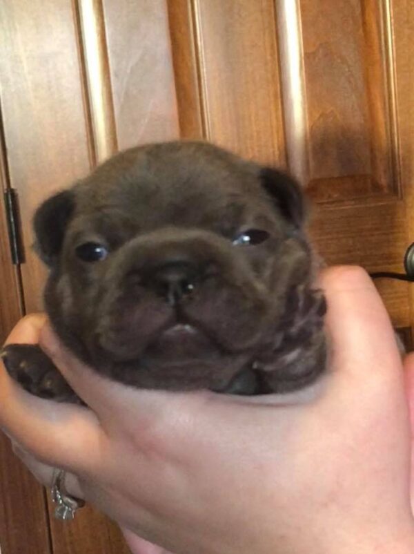 Blue French Bulldog Puppy - Louie - Image 3