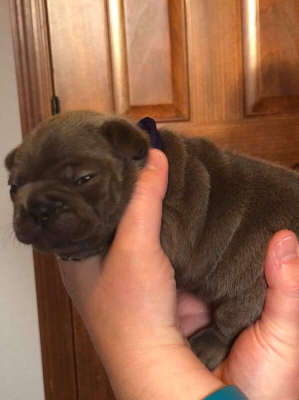 Blue French Bulldog Puppy - Louie - Image 4