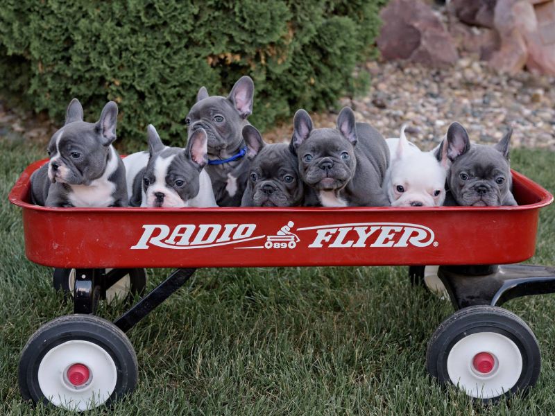 French Bulldog Puppy Litter