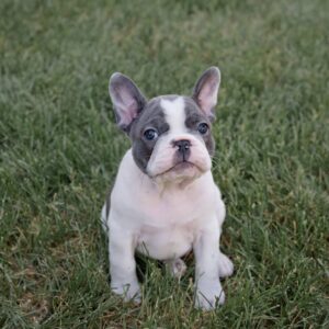 Blue Pied French Bulldog Puppy - Zoe