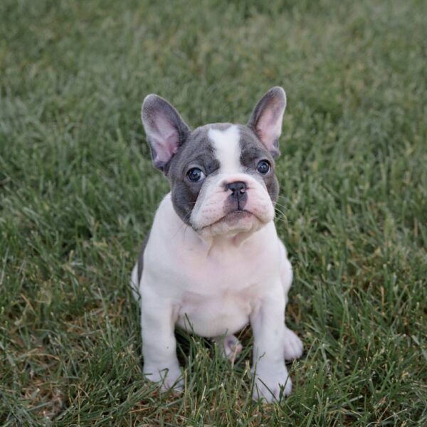 Blue Pied French Bulldog Puppy - Zoe