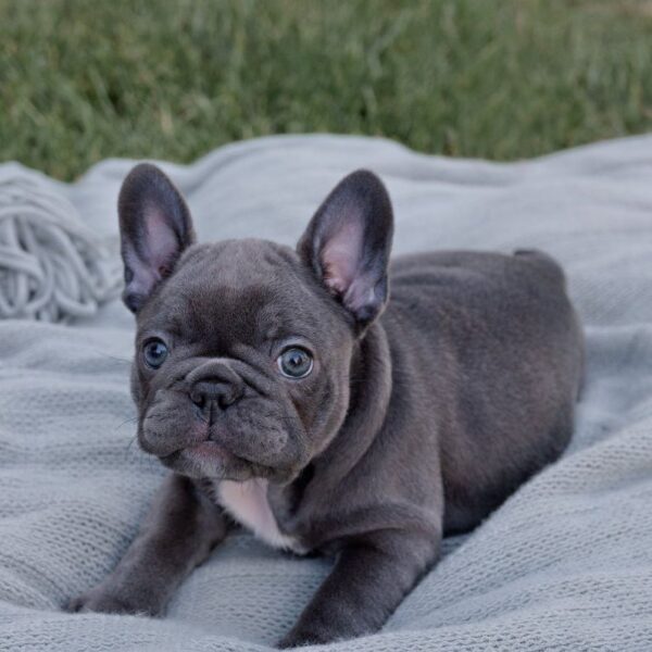 Blue French Bulldog Puppy - Louie - Image 2