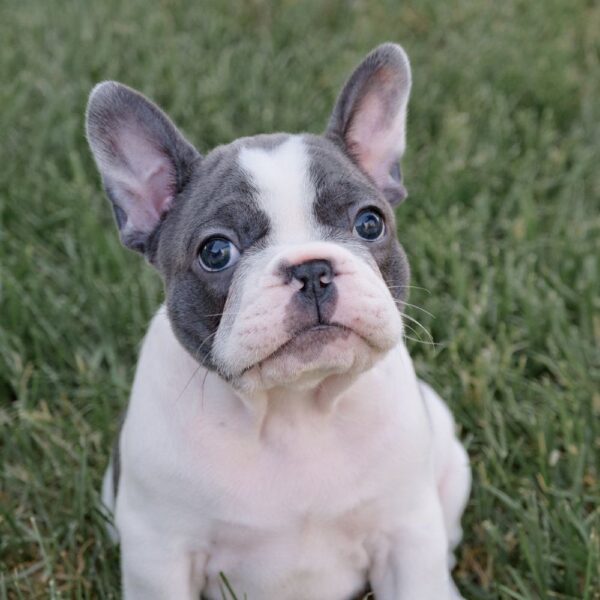 Blue Pied French Bulldog Puppy - Zoe - Image 2