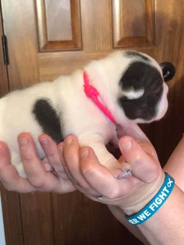 Blue Pied French Bulldog Puppy - Zoe - Image 4