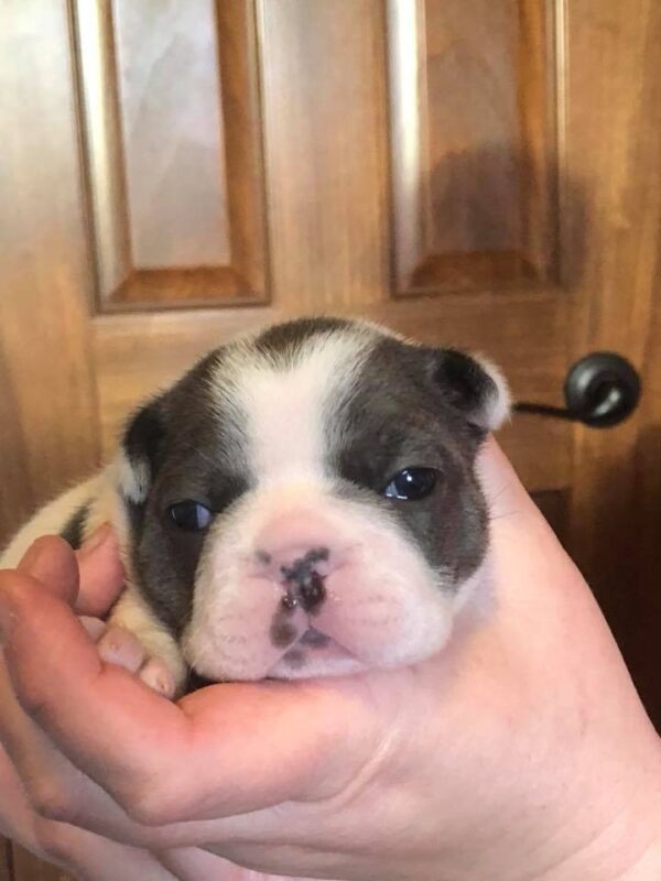 Blue Pied French Bulldog Puppy - Zoe - Image 3