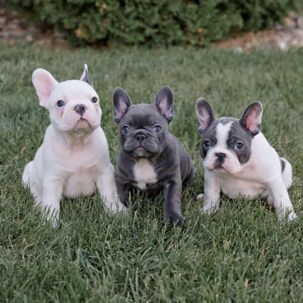 Blue French Bulldog Puppy - Louie - Image 6