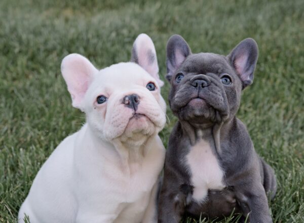 Blue French Bulldog Puppy - Louie - Image 5