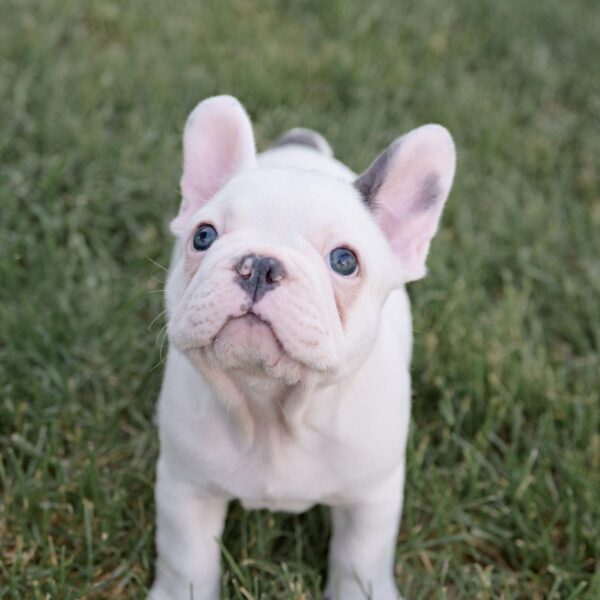 White French Bulldog Puppy - Rocky - Image 2