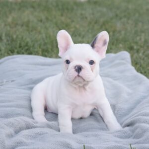 White French Bulldog Puppy - Rocky