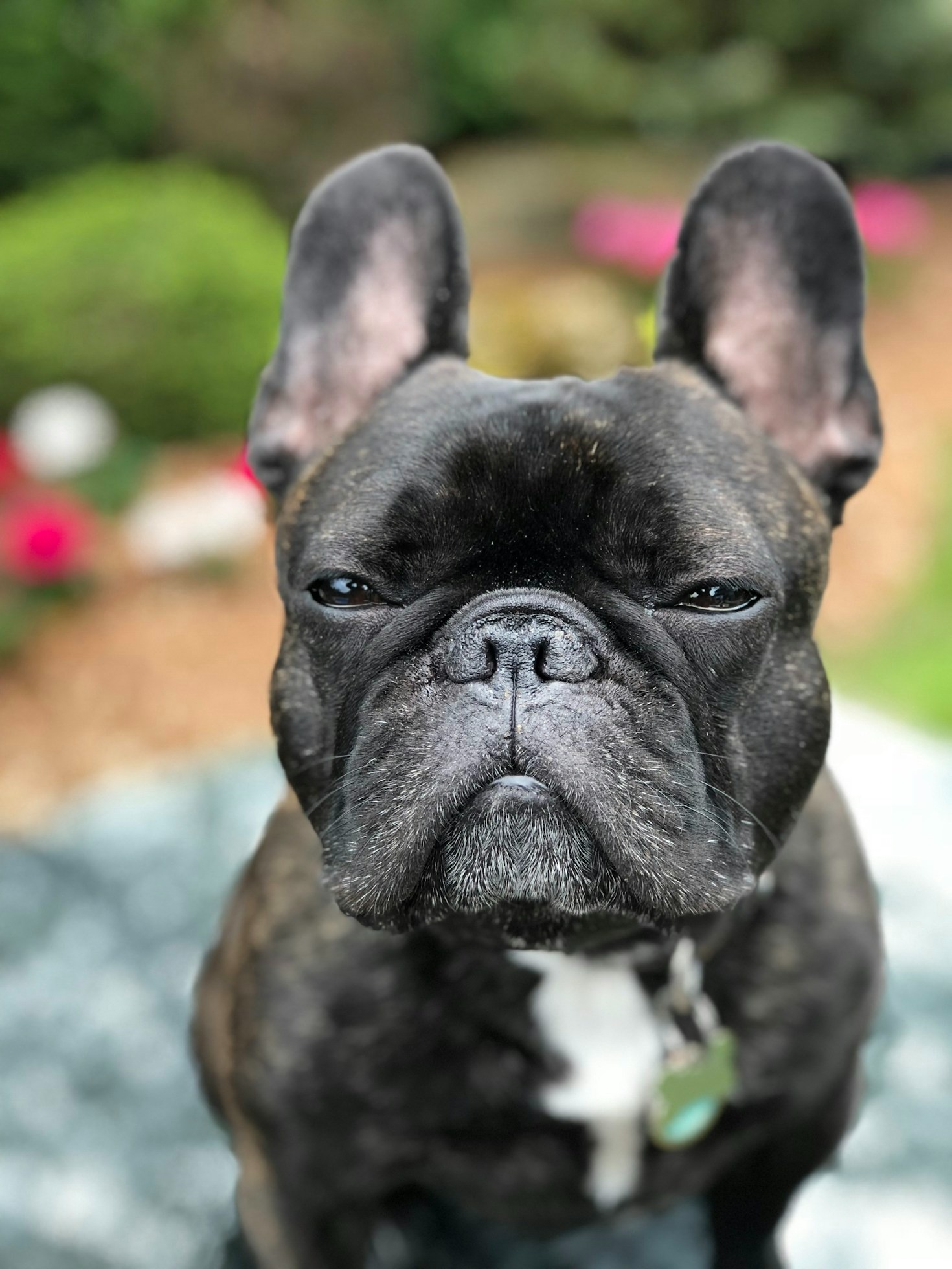 How to Choose the Perfect French Bulldog Puppy