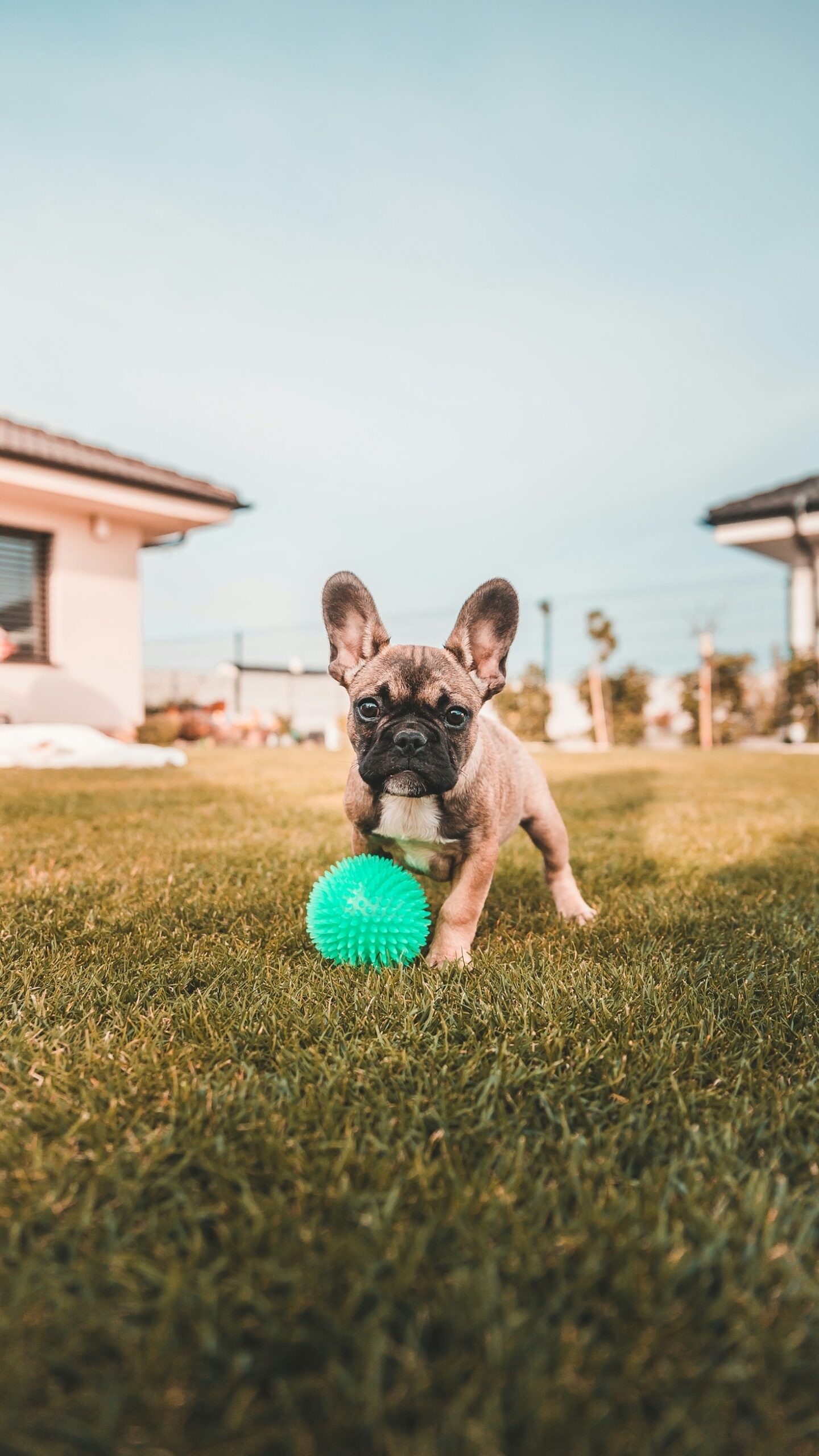 The Joys of Bringing Home a Frenchie