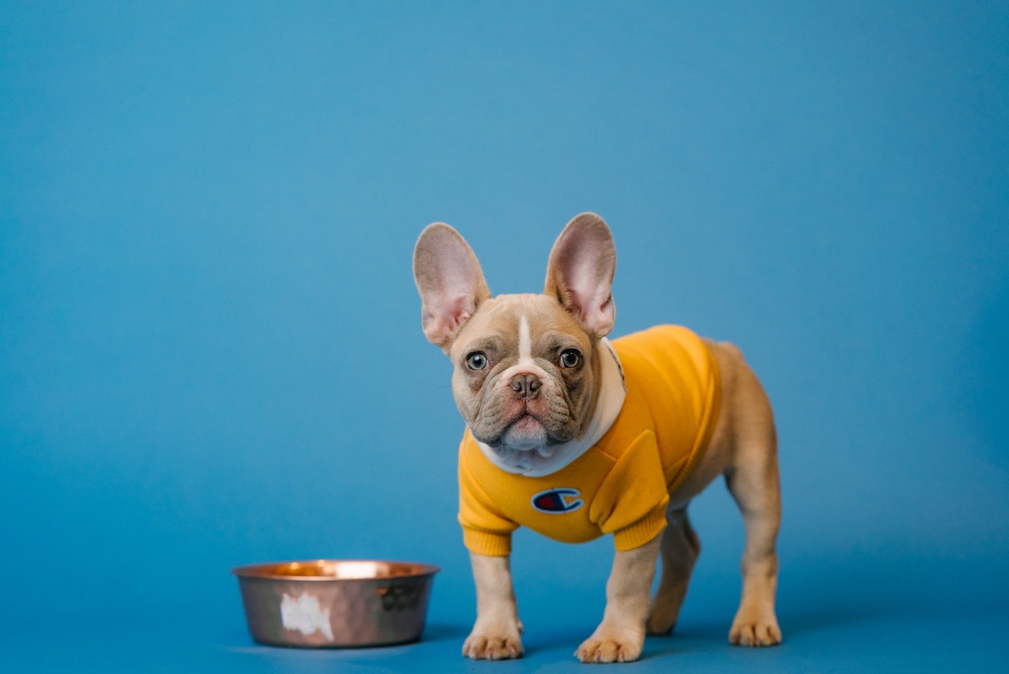 French Bulldogs: More Than Just Pets
