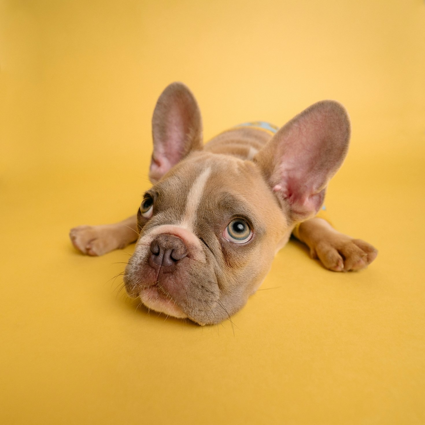 Why French Bulldogs Make Great Family Companions