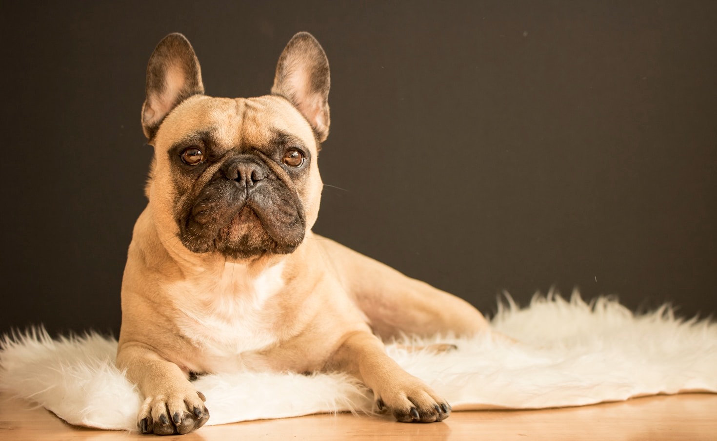 Tips for Caring for Your French Bulldog Puppy