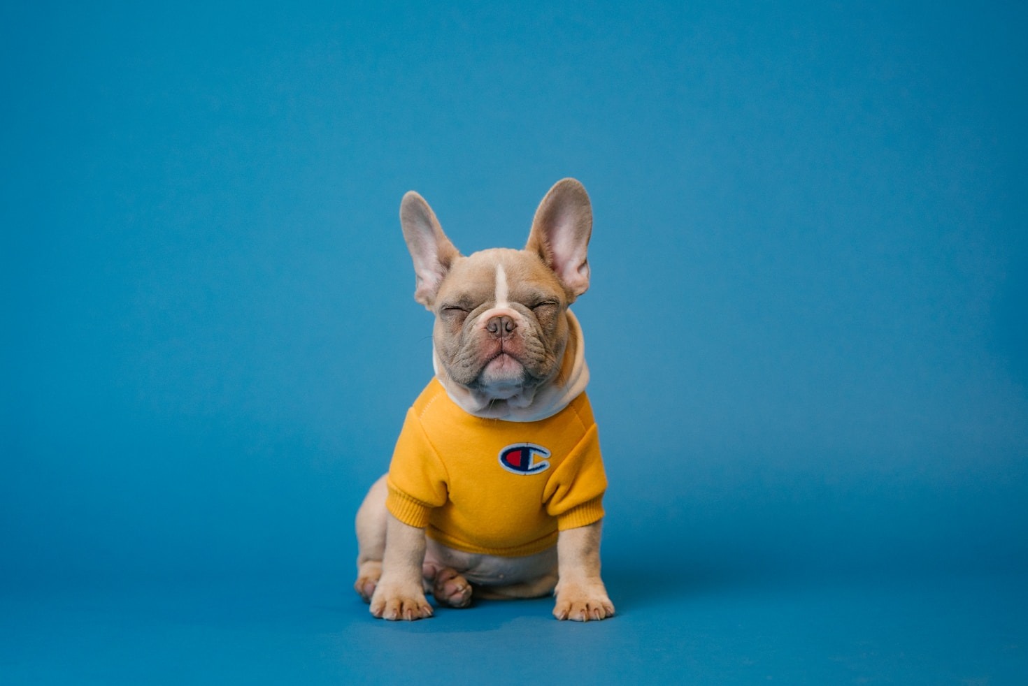 The Benefits of Adopting a French Bulldog