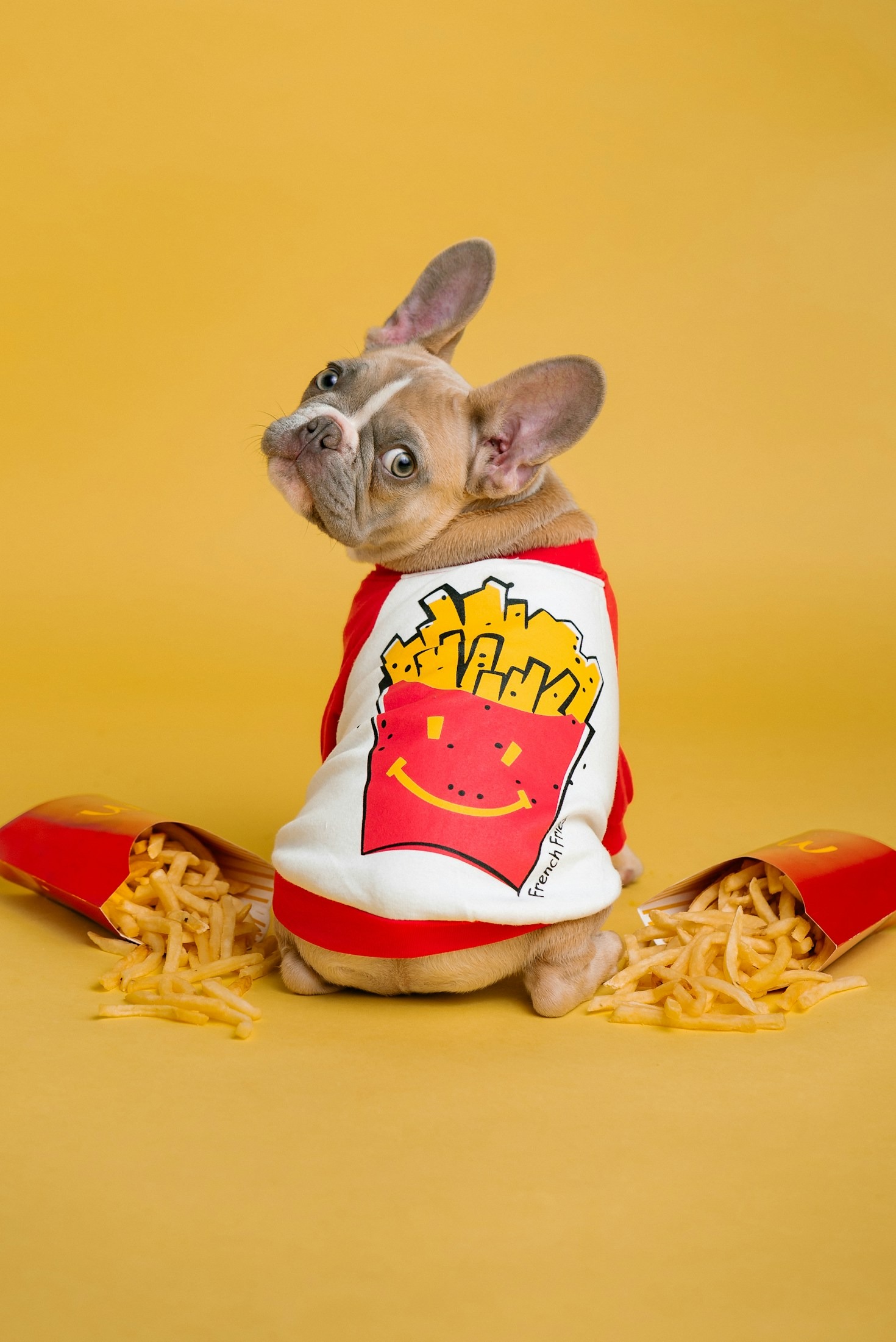 French Bulldogs: A Guide to Their Unique Traits