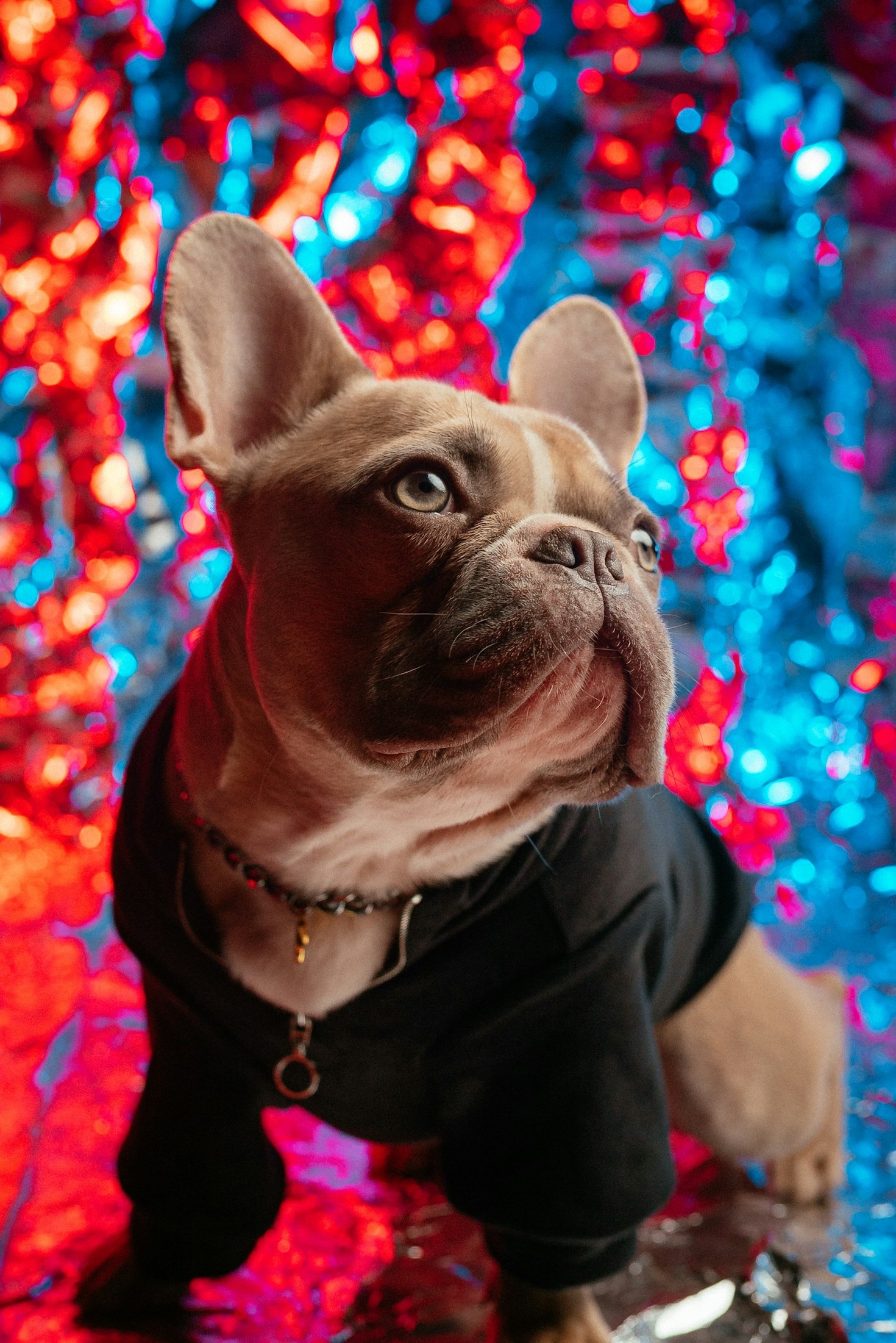 How to Prepare Your Home for a Frenchie