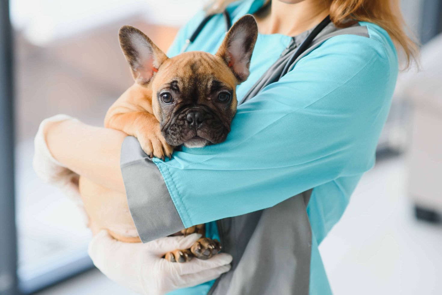 Common French Bulldog Health Issues