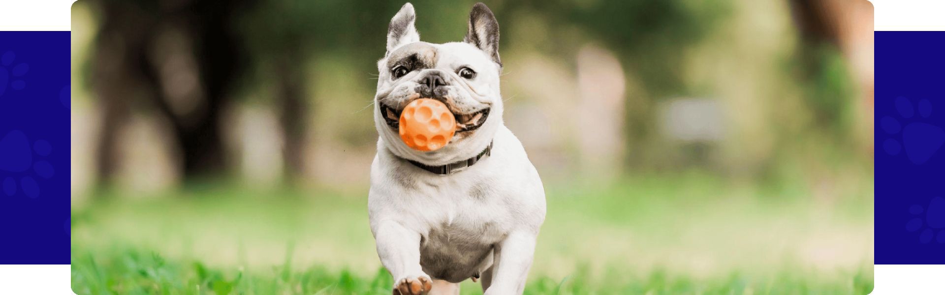 Exercise Routine For French Bulldog