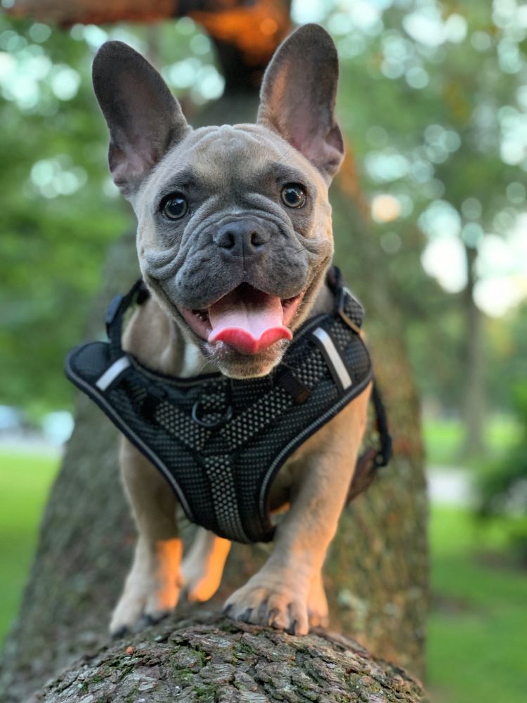 French Bulldog Breeder Guide