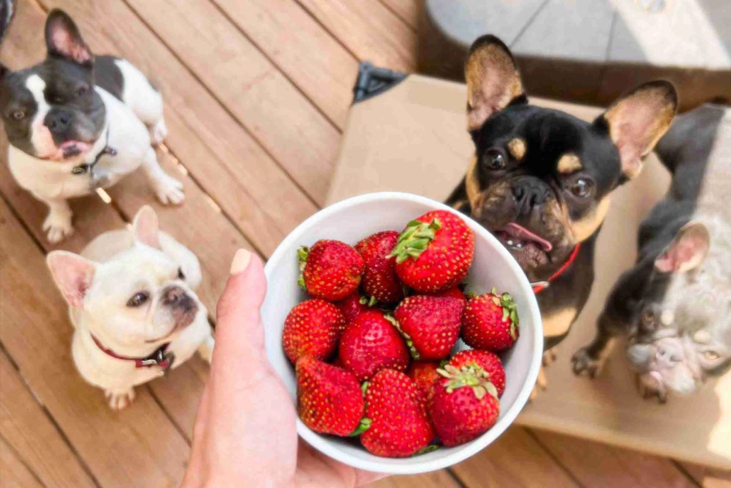 French Bulldog Nutrition and Treats