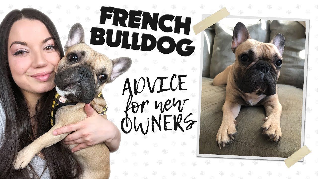 French Bulldog Training Tips for new owners