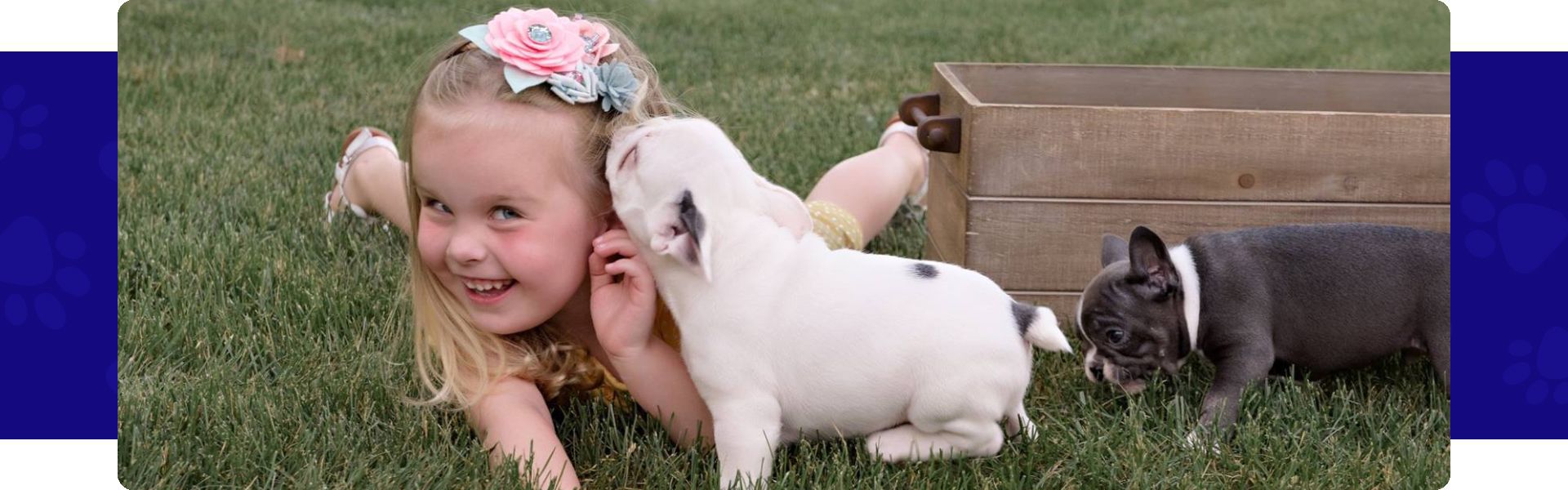 French-bulldog temperament and personality