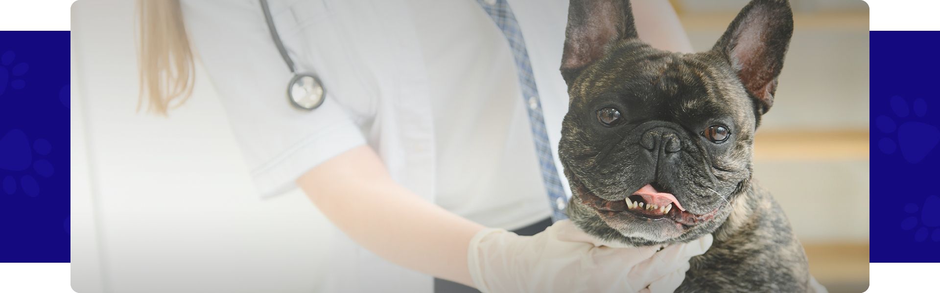french-bulldog vet-check